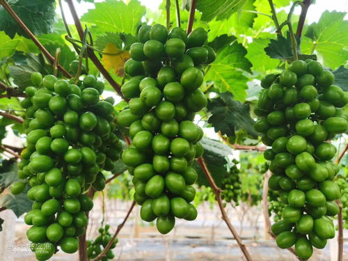 海南熱帶水果采購指南 如何尋找聲譽(yù)良好的熱帶水果廠家及產(chǎn)品圖片