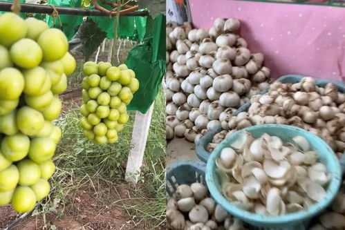 陜西小伙返鄉(xiāng)創(chuàng)業(yè)路 一果一世界，年銷2000萬元背后的奮斗與鄉(xiāng)情